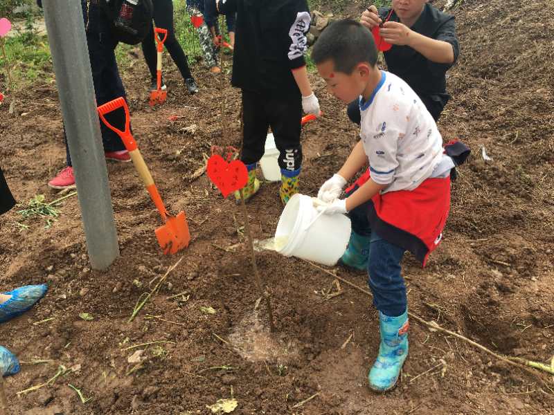 小学生植树忙 爱绿护绿在行动